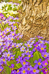 Image showing primroses in a garden 