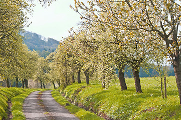 Image showing trees in spring