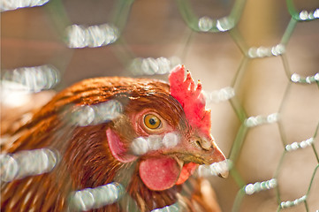 Image showing chicken with backlight