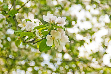 Image showing apple blossom