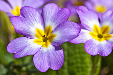 Image showing  primrose pink macro