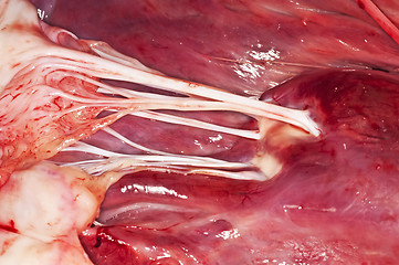 Image showing heart of a beef