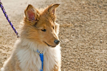 Image showing collie puppy sunny