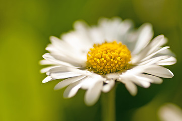 Image showing daisy