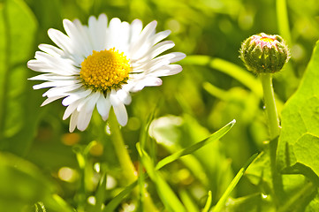 Image showing daisy