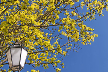 Image showing maple blooming with lantern