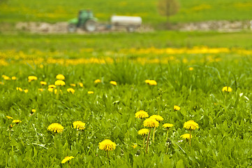 Image showing dandelion