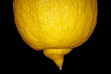 Image showing citron at a tree