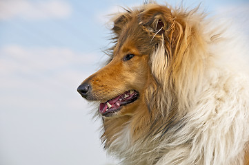 Image showing collie head