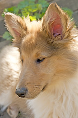 Image showing collie puppy sunny