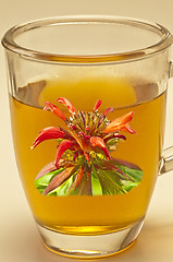 Image showing Oswego tea