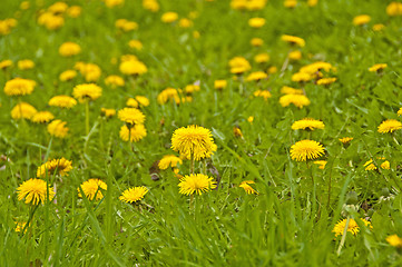 Image showing dandelion