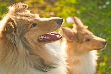 Image showing collie dogs young and whelpe