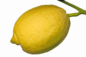 Image showing citron at a tree