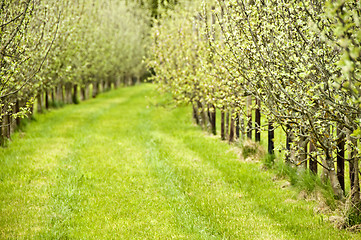 Image showing orchard