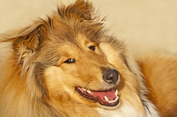 Image showing collie closeup 