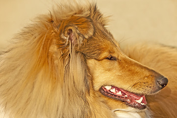 Image showing collie closeup 