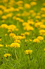 Image showing dandelion