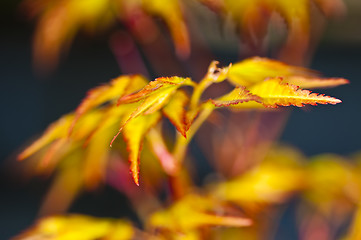 Image showing maple in spring