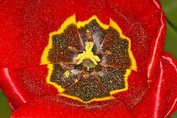 Image showing tulip macro