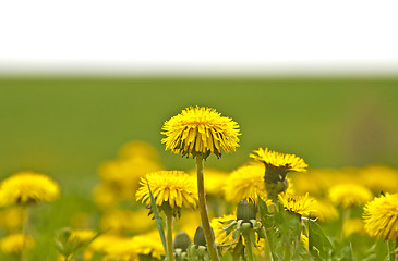 Image showing dandelion