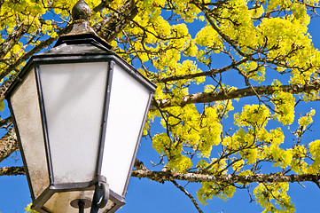 Image showing maple blooming with lantern