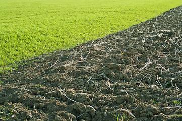 Image showing acre and green grass