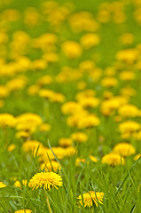 Image showing dandelion