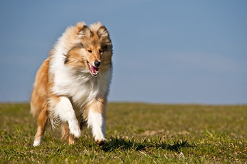 Image showing Collie