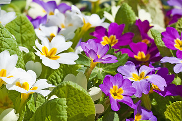 Image showing primroses in a garden 
