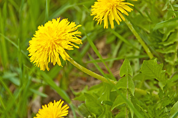 Image showing dandelion