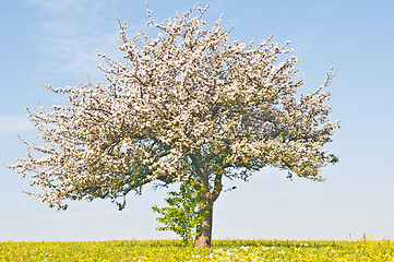 Image showing apple tree blooming