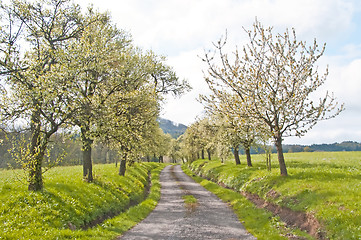 Image showing trees in spring