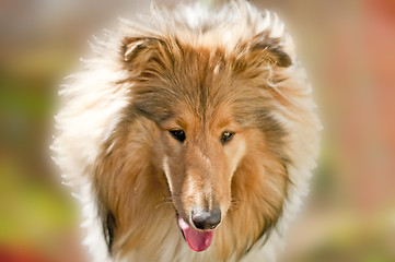 Image showing collie in morning sun