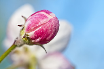 Image showing apple blossom