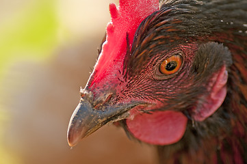 Image showing chicken head