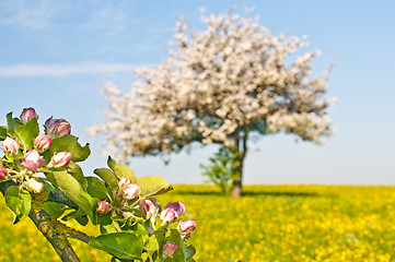 Image showing apple blossom