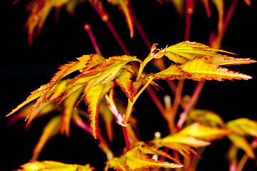 Image showing maple in spring