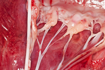 Image showing heart of a beef
