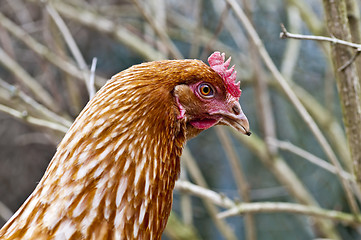 Image showing chicken