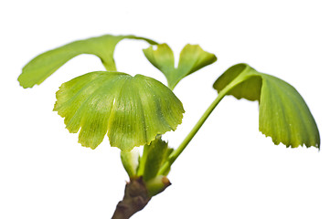 Image showing Ginkgo tree