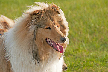 Image showing collie closeup 