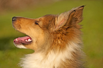 Image showing collie puppy sunny