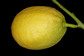 Image showing citron at a tree