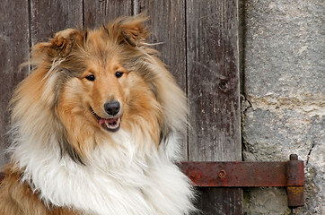 Image showing Collie dog