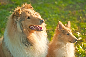 Image showing collie dogs young and whelpe