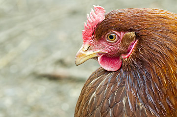 Image showing chicken