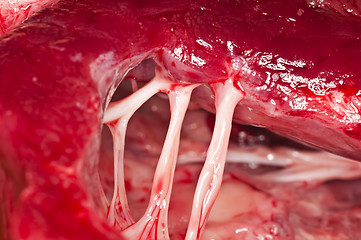 Image showing heart of a beef