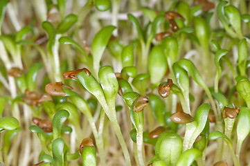 Image showing alfalfa-sprouts