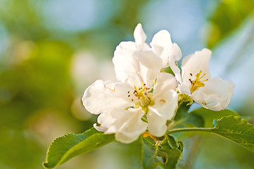 Image showing apple blossom